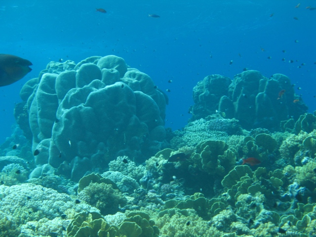 coral and sponges.jpg